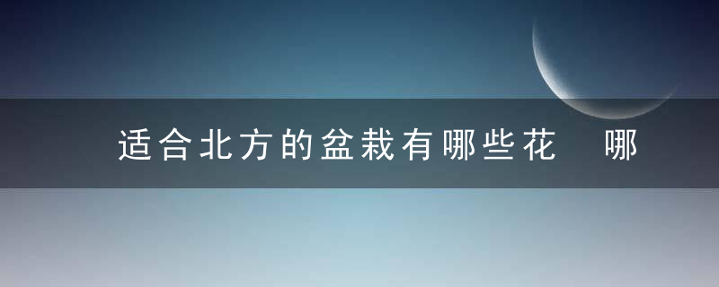 适合北方的盆栽有哪些花 哪些花适合北方盆栽种植